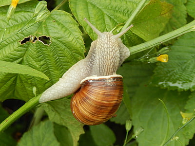 snails, nature, garden