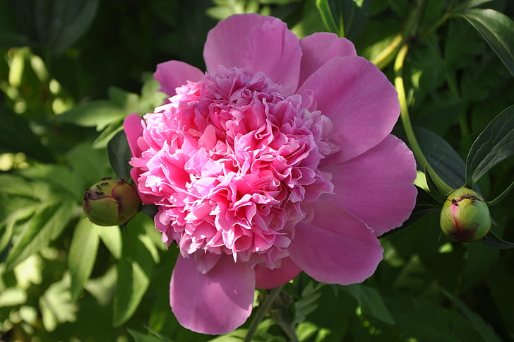 jaro, Pivoňka, zahrada, Closeup, Příroda, růžová, růžový květ