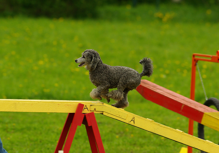 agility, dog, animal, sport, pet, competition, pets