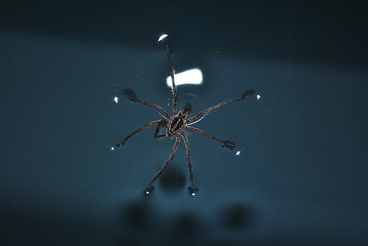 linyphia triangularis, людина-павук, води