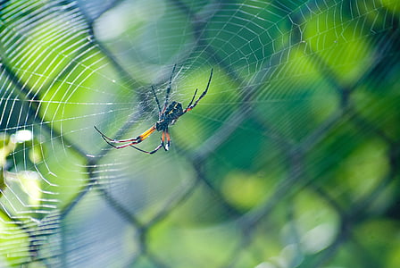 abstract, arachnid, blur, bright, close-up, cobweb, color