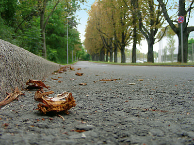 strada, catrame, asfalto, distanza, autunno, fogliame di caduta, foglie