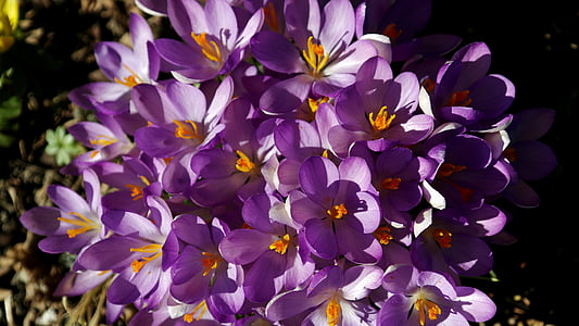 bunga, ungu, musim semi kuning, warna, warna-warni, ungu