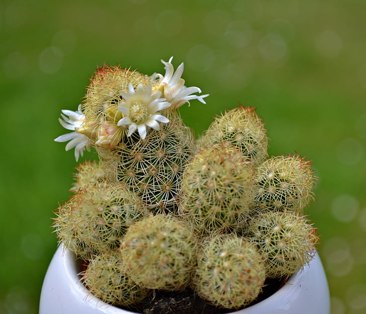 Cactus, fiori, fiori del cactus, verde, natura, primavera, pianta da interno