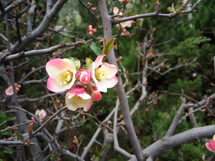 peach blossom, beautiful, views
