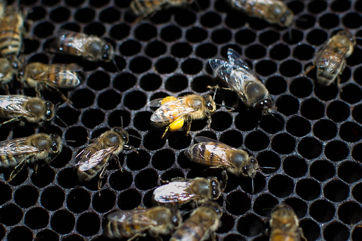 abejas, naturaleza, apicultura