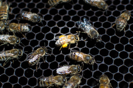 бджоли, Природа, Бджільництво