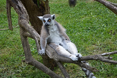 lemurs, zooloģiskais dārzs, savvaļā, dzīvnieku, pērtiķis, savvaļas dzīvnieks, daba