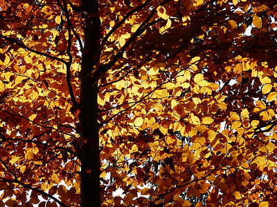 beech, fagus sylvatica, fagus, deciduous tree, golden autumn, golden october, autumn