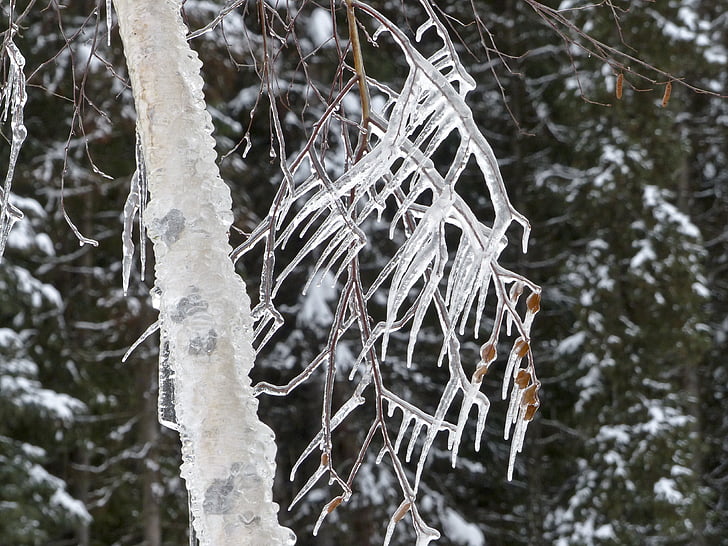 rampouchy, chlad, ledové, Zimní, větev, strom, detail