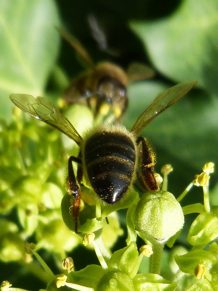 con ong, sucking, côn trùng, màu xanh lá cây, mật hoa, Thiên nhiên