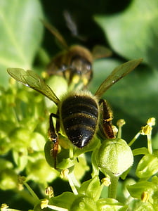 abelhas, chupando, insetos, verde, néctar, natureza