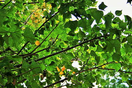 feuillage vert, feuilles, arbre dense, vert, jaune, feuillage