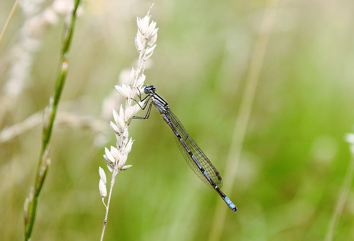Dragonfly, grässtrå, insekt