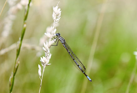 Dragonfly, grässtrå, insekt