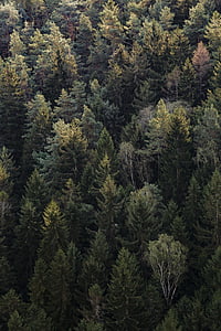 Woods, Les, zelená, stromy, letecký, cestování, dobrodružství