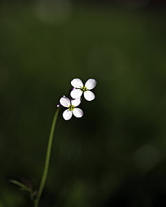 wild flower, pointed flower, flower, nature, white, purple, spring