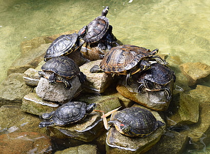 Schildkröten, Reptilien, Natur, Wasser, Schale, Schildkröte, Zoo