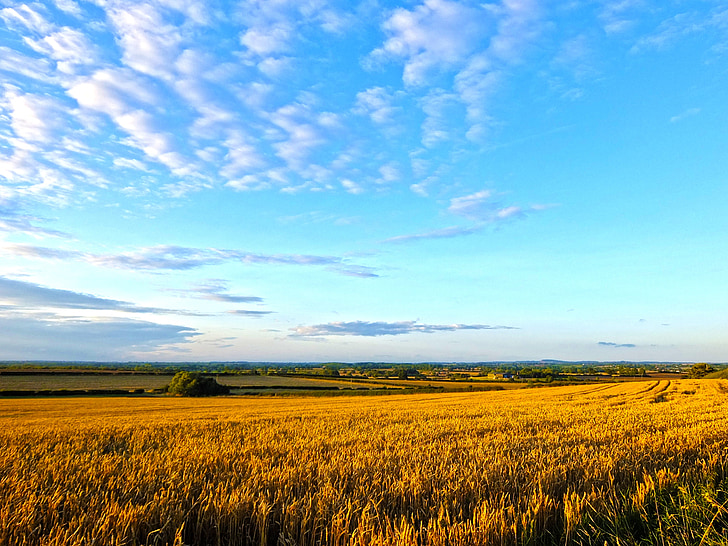pole, pšenica, letné, kukurica, úroda, Sunny, zlatý