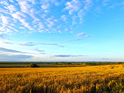 polje, pšenica, ljeto, kukuruz, žetva, sunčano, Zlatni