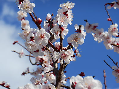 plomme, hvit plommeblomster, hvit plomme, plommeblomster, anlegget, Blossom, blomster i tidlig på våren
