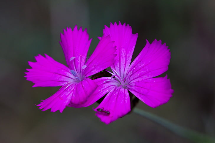 květ, fialová, květ, Bloom