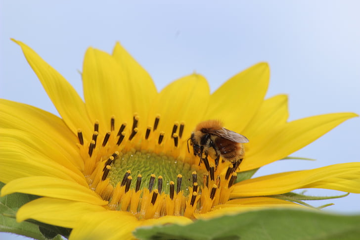 μπέρμπον, φύση, κίτρινο λουλούδι, κτηνοτροφικά, αναζήτηση τροφής, μέλισσα, Κίτρινο