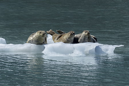 Seal, zoogdier, dier, dieren in het wild, natuur, Marine, Oceaan
