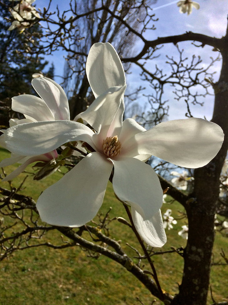 tavaszi, virágok, Magnolia, teljes virágzás, Bush, gyönyörű