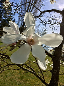 spring, flowers, magnolia, full bloom, bush, beautiful