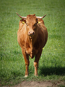 крава, трева, животните, природата, едър рогат добитък, Грийн, Селско стопанство