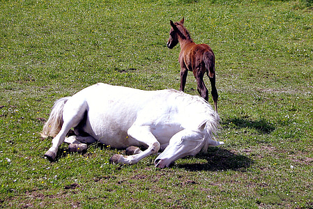 horse, foal, pasture, mare, young animal, animal