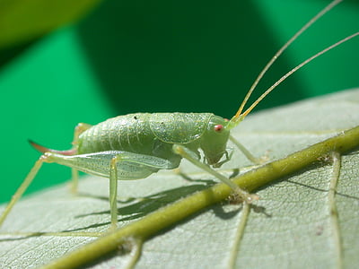 grasshopper, insect, macro, nature, animal, close-up, leaf