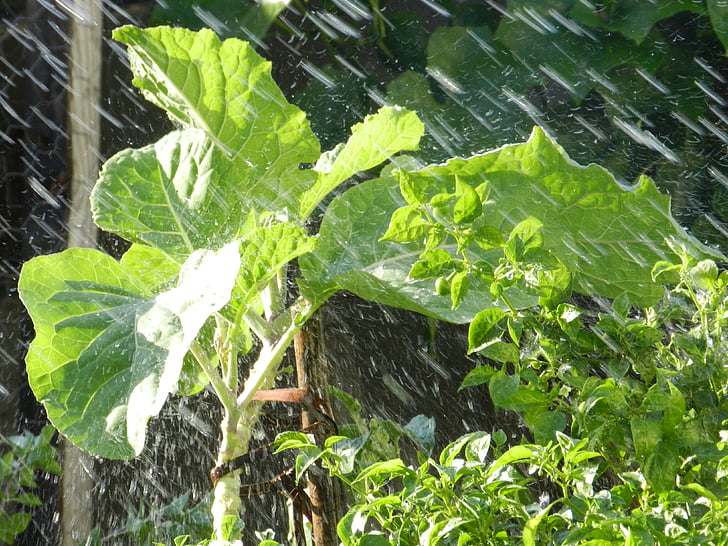 lapiniai kopūstai, lietus, Verdura
