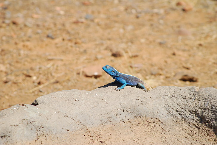 σαύρα, είδος:, Αφρική, μπλε, Σμαράγδι, Gecko, προσοχή