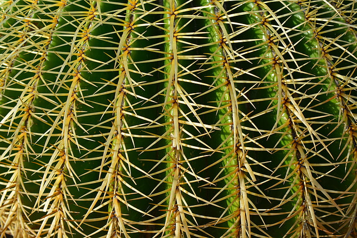 background, sting, schwiegermuttersitz, cactus, plant, pointed, thorns