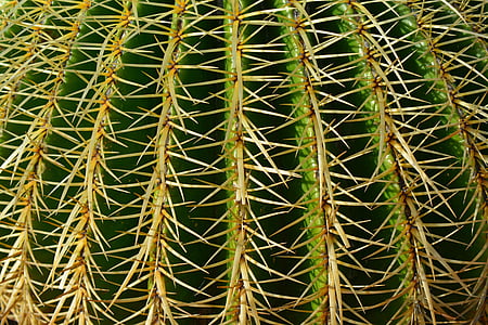 Priorità bassa, Sting, schwiegermuttersitz, Cactus, pianta, puntato, spine