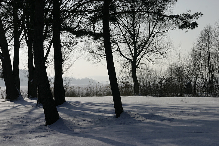winter, bomen, sneeuw, boom, natuur, bos, landschap