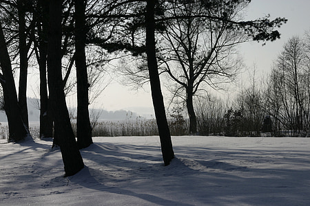 zimowe, drzewa, śnieg, drzewo, Natura, lasu, krajobraz