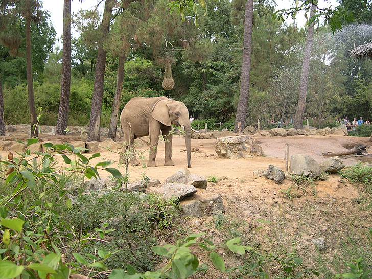 elefant, Zoo, pilen