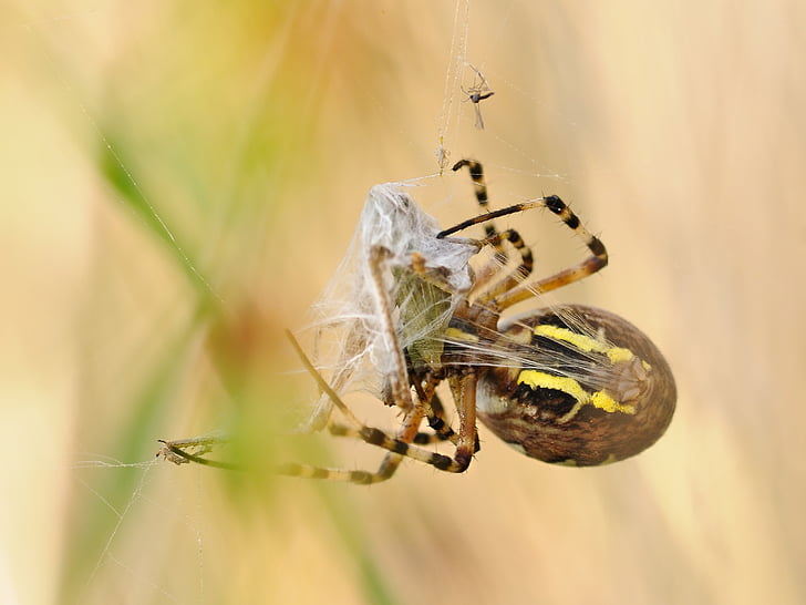 Spider, plátno, korisť, makro, križiak hornet, púštne kobylky, hmyzu