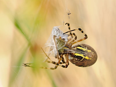αράχνη, σε καμβά, αρπακτικά, μακροεντολή, argiope σφήκα, έρημο χαρουπιών, έντομο