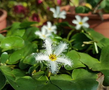 flor blanca, Blanco, plantas acuáticas, natural, planta