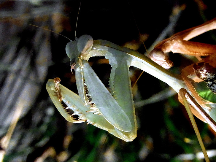 fishing locust, praying mantis, insect, feeding, food, eat