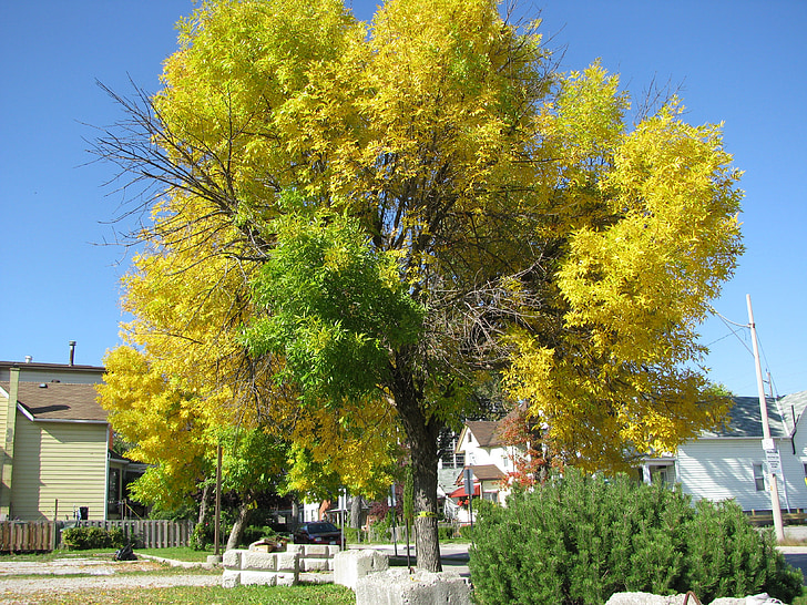 tree, changing, nature, color, foliage
