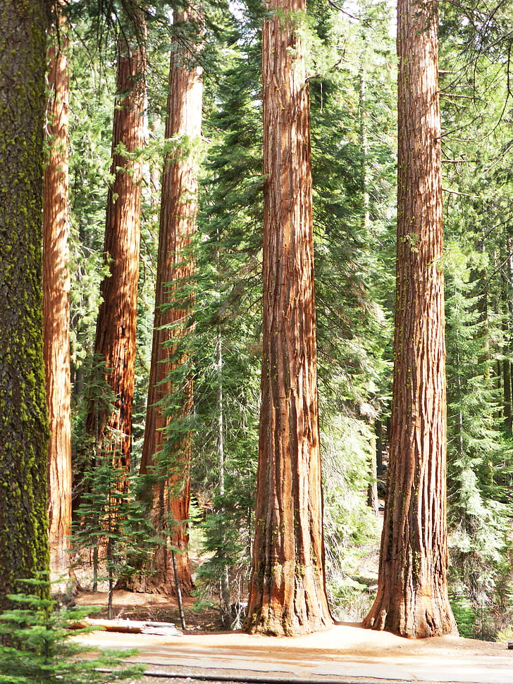 Redwood, bomen, nationale, Park, Amerika, gigantische, kofferbak