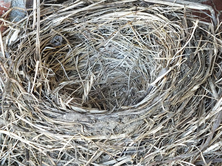 Robin's nest, nest, leeg, leeg nest, vogel, natuur, beginnende