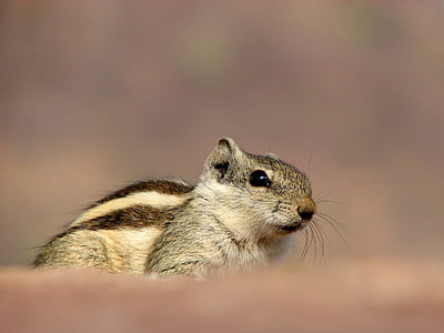 Sibirski majhna severnoameriška veverica, pet, živali, Glodavci, Indija, Bronasta, veverica