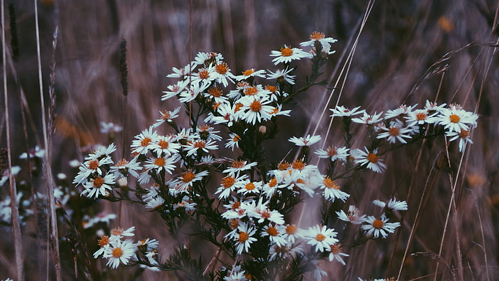 white, flower, plant, grass, outdoor, nature, bloom