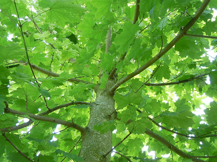 maple, tree, nature, bright, leaf, forest, branch